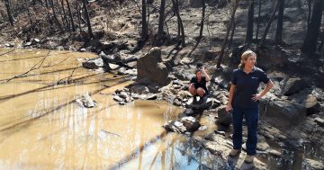 Eurobodalla fish hit hard by drought, fire and now rain