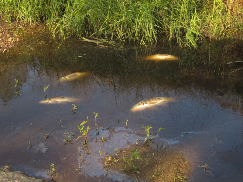 Dead carp at Umbagong District Park