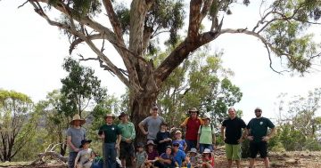 Win for woodland reserve as Mt Majura is protected from development