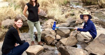 Catchment starved of oxygen as Landcare group raises fish kill concerns