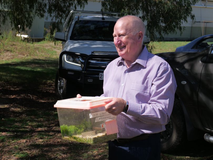Mick Gentleman holds a Corroboree Frog in a container.