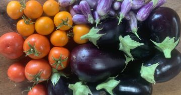 Notes from the Kitchen Garden: Reflections on a difficult summer