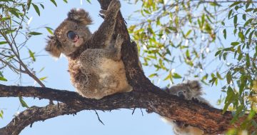 Mum and joey koala found in the Murrah get expert help