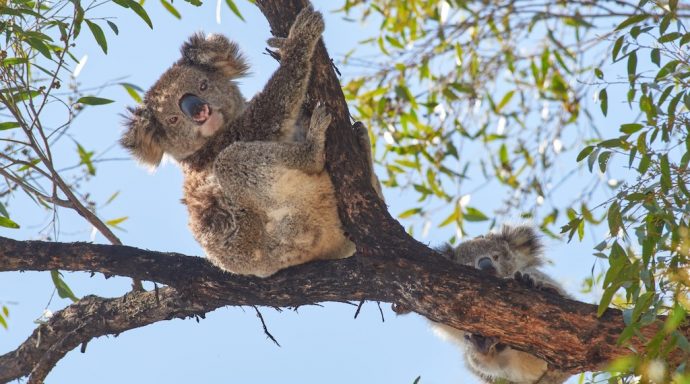 Mum And Joey Koala Found In The Murrah Get Expert Help The Riotact