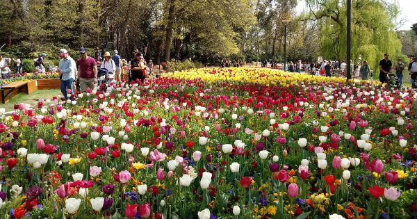 Floriade bulbs begin to spring up around Canberra