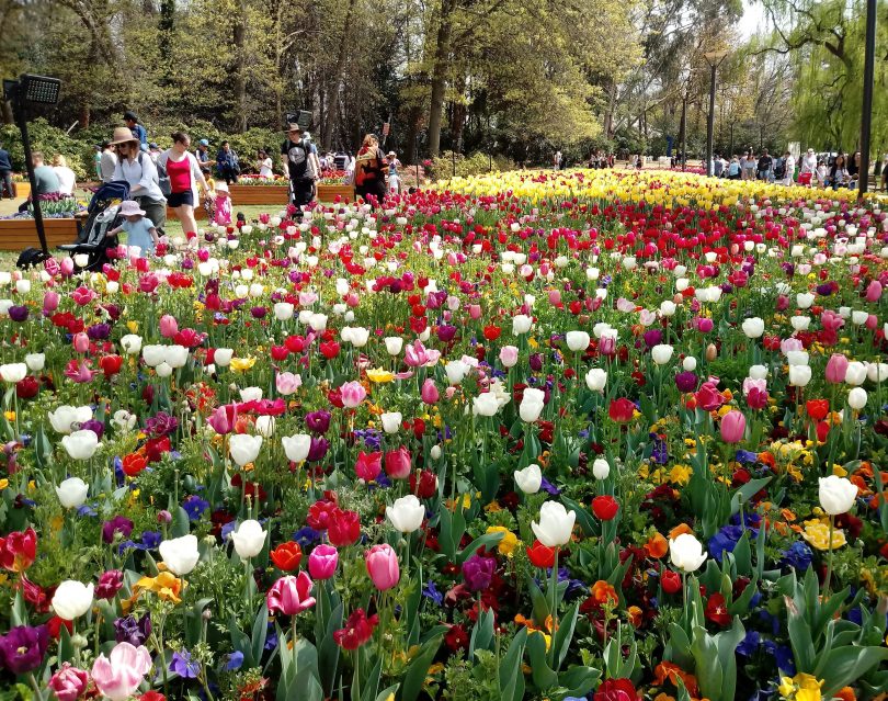 Floriade tulips