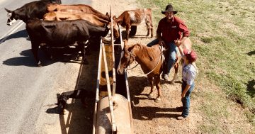 Meet the drovers a town adopted