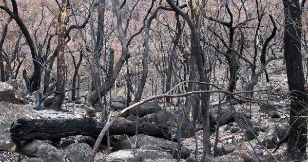 Could more Ngunnawal rangers prevent another Orroral Valley fire?