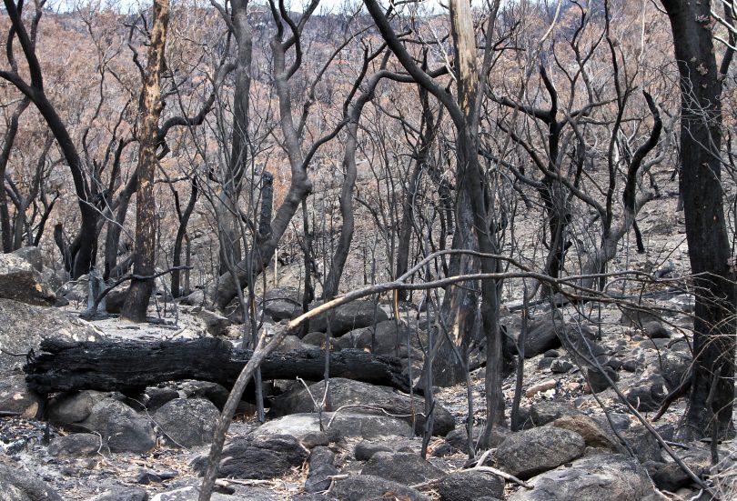 Orroral Valley fire. Namadgi National Park Photo: Michael Weaver, Region Media