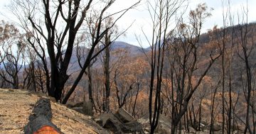 $6m federal grant to fund bushfire recovery in Namadgi