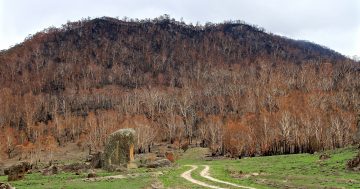 Making sense of a brutal summer: ACT committee to review bushfire season