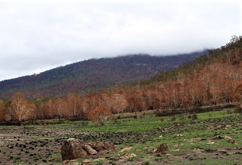 Orroral Valley fire. Namadgi National Park Photo: Michael Weaver, Region Media