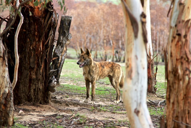 Orroral Valley fire. Namadgi National Park Photo: Michael Weaver, Region Media