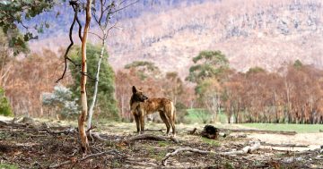 First signs of life in Namadgi National Park