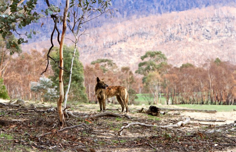 Namadgi National Park 