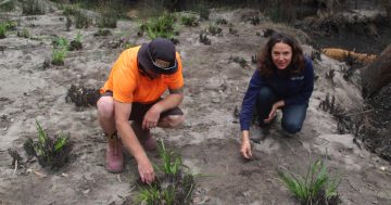 Aboriginal Land Council crews help repair coastal river systems