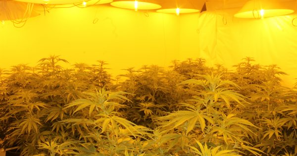 Fake identification used for cannabis grow houses