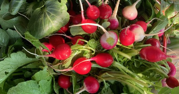 Notes from the kitchen garden: harvest comes in but what should you be planting now?