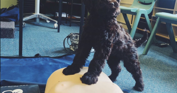 Education support dogs help students going through 'ruff' days