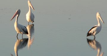 Some things you might not know about pelicans (because nobody really does)