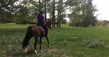 Probing the polls: bus shelter advertising and horse paddock pressures