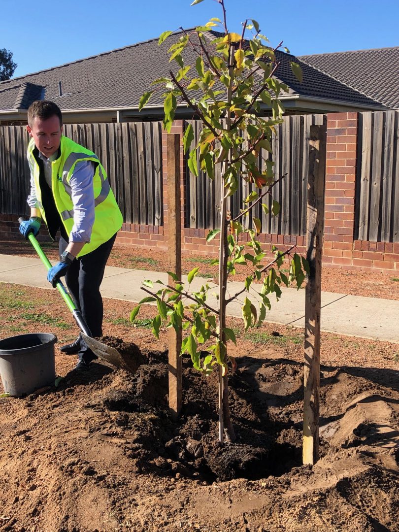 Tree planting