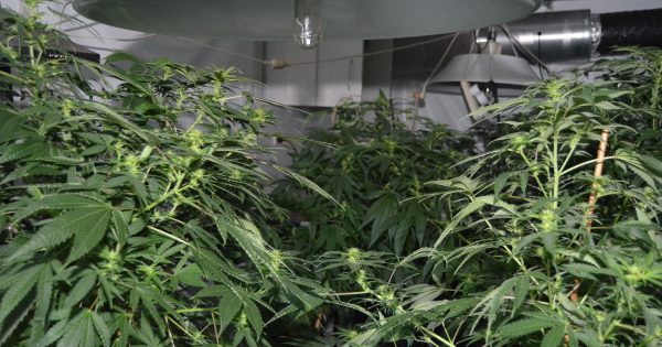 Police uncover big cannabis grow house