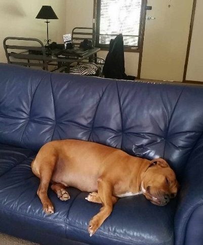 Brown dog sleeping on blue couch in home.