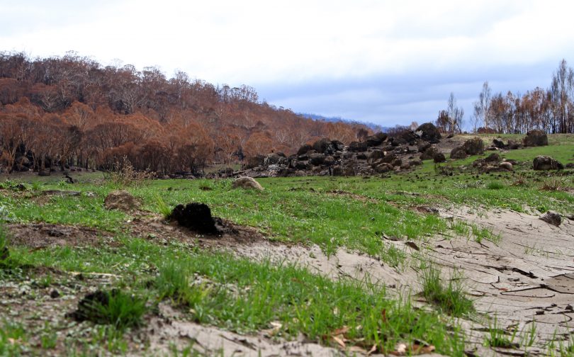 Grass growing in burnt section of Namadgi National Park.