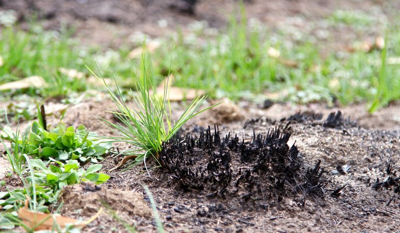 Grass shoots emerging through burnt land in Namadgi National Park.