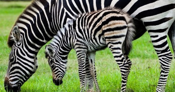 Born on Anzac Day, Poppy delights keepers at Mogo Wildlife Park