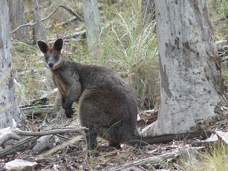 Swamp wallaby