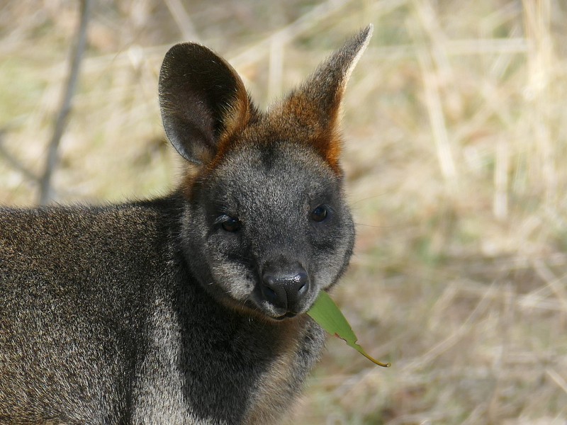 Swamp Wallaby eating mistletoe leaf