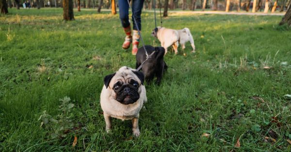The best dog walkers and pet sitters in Canberra