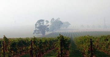 Regional grape crops irreparably damaged from recent summer of smoke