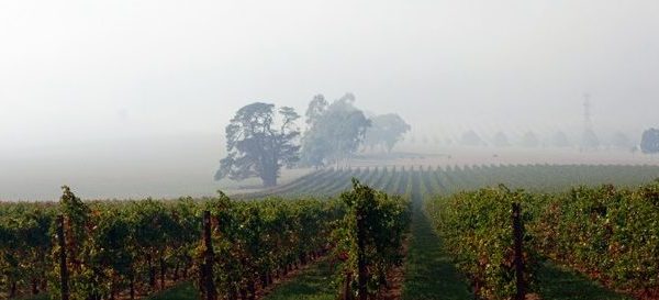 Regional grape crops irreparably damaged from recent summer of smoke