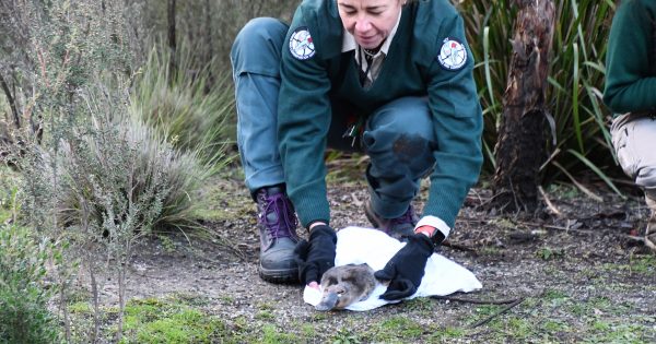 Platypus visitors return home to Tidbinbilla after summer rescue mission