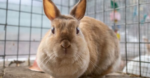 RSPCA’s Pets of the Week – Honey Bunny & Pepper