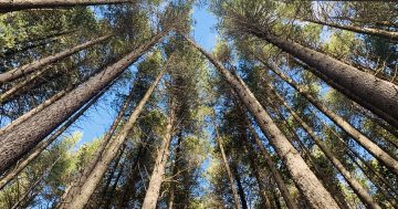 Iconic Sugar Pine Walk to be removed - another victim of the fires