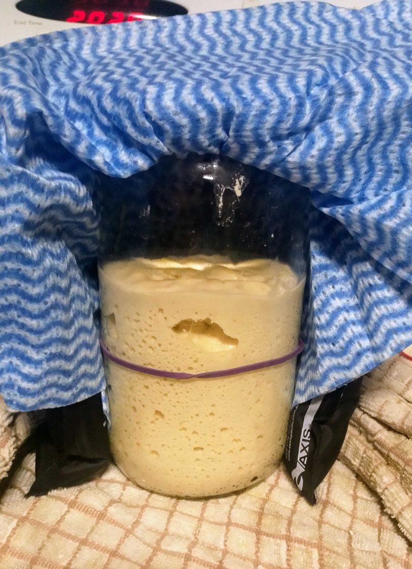 Sourdough starter culture.