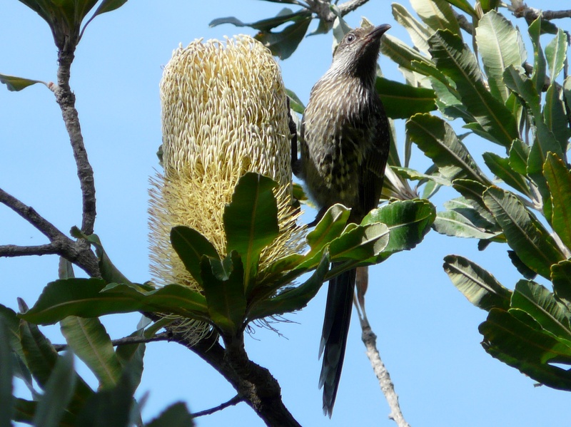 Little Wattlebird on Saw Banksia