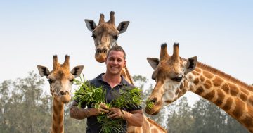 Mogo Zoo's wildlife hospital to rise from the summer's bushfires