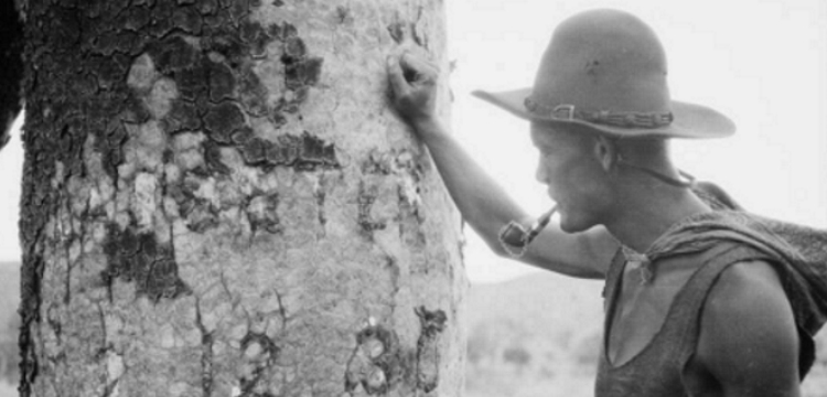 Michael Terry examining Lasseter's message carved into a tree trunk, Lake Christopher region, Western Australia, 1932