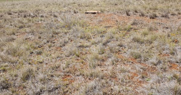 ACT grasslands, woodlands classified as critically endangered