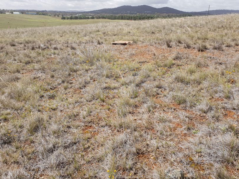 Natural Temperate Grassland in the ACT.