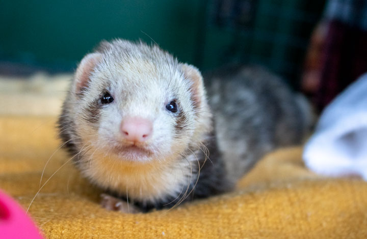 "Nibbles" the ferret.