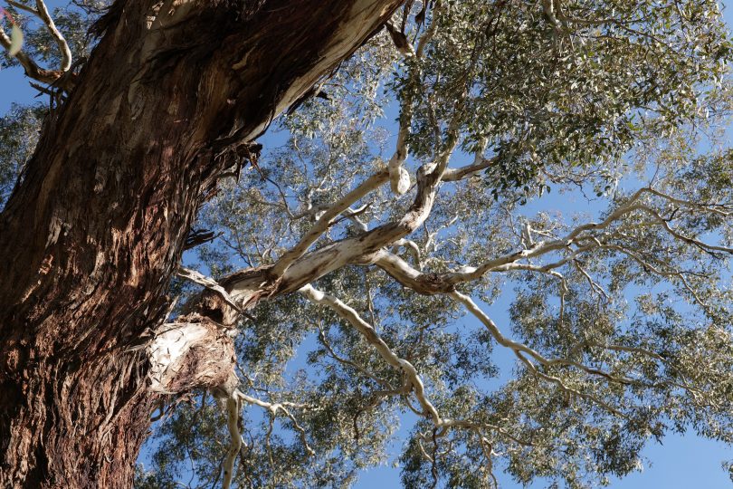 ACT grasslands, woodlands classified as critically endangered | Riotact