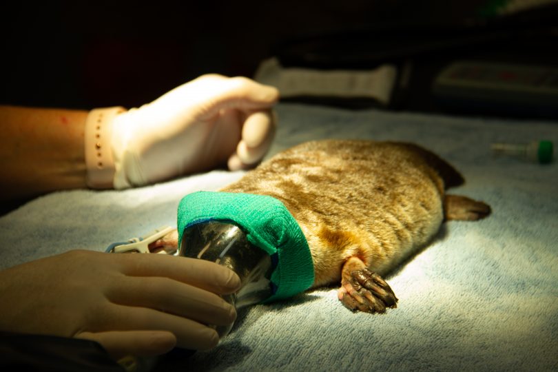Platypus undergoes health check at Taronga Wildlife Hospital