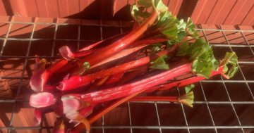 Notes from the Kitchen Garden: how to grow good old-fashioned rhubarb at home