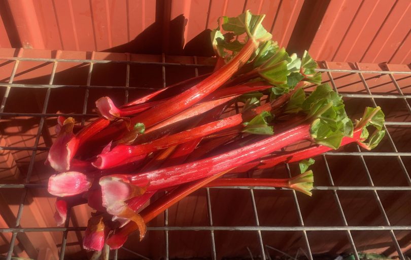 Fresh rhubarb